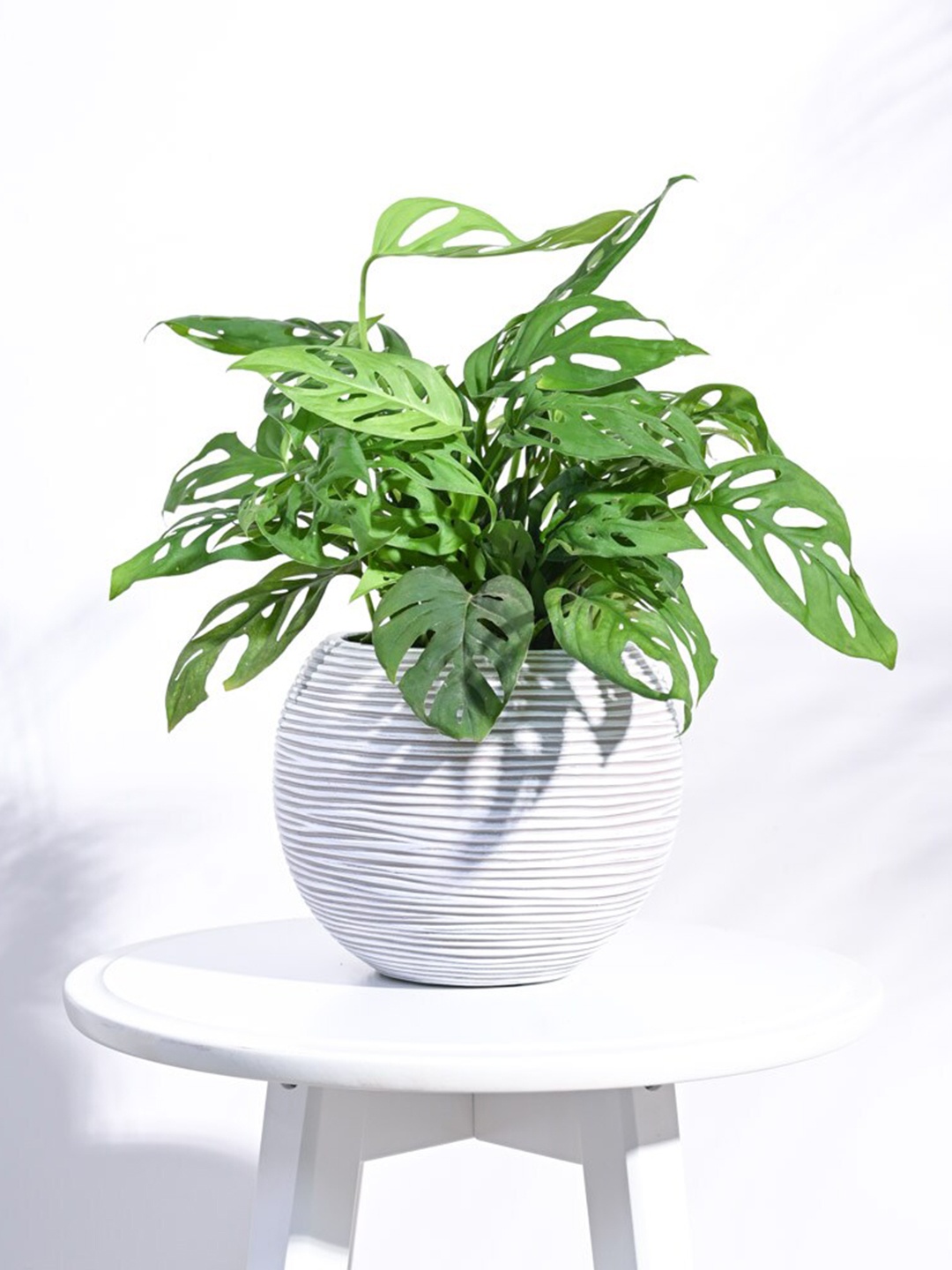 

UGAOO Beige Zuri Vase Ball Rib Small Planter