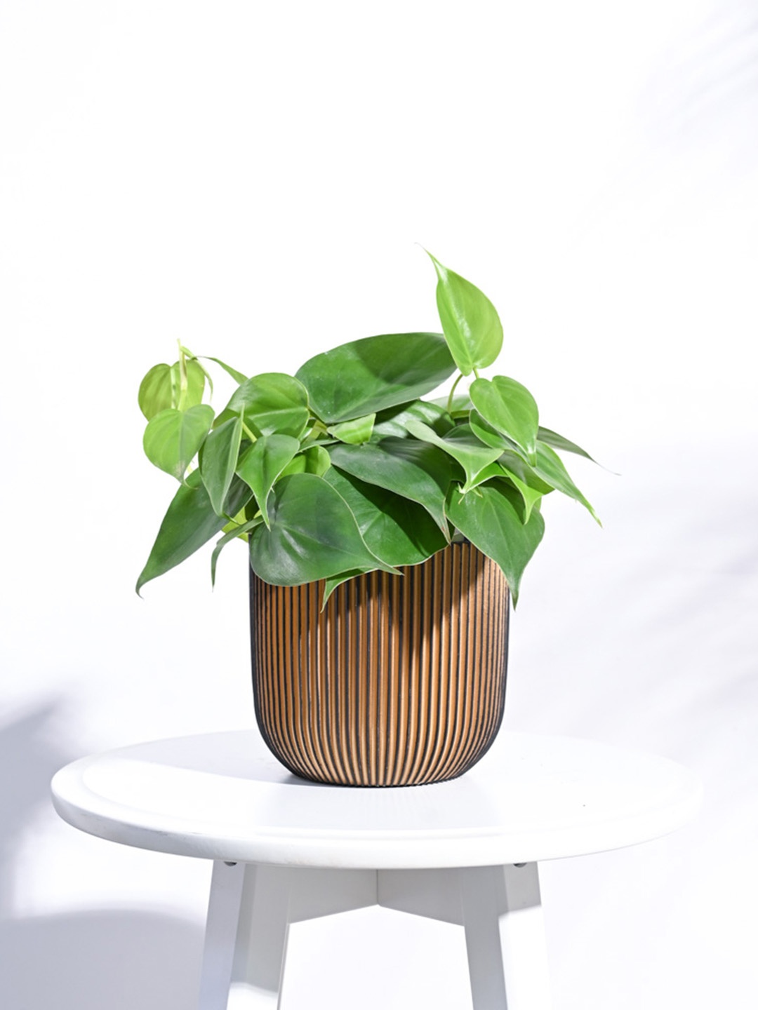 

UGAOO Gold-Toned & Black Zuri Ball Groove Small Planter