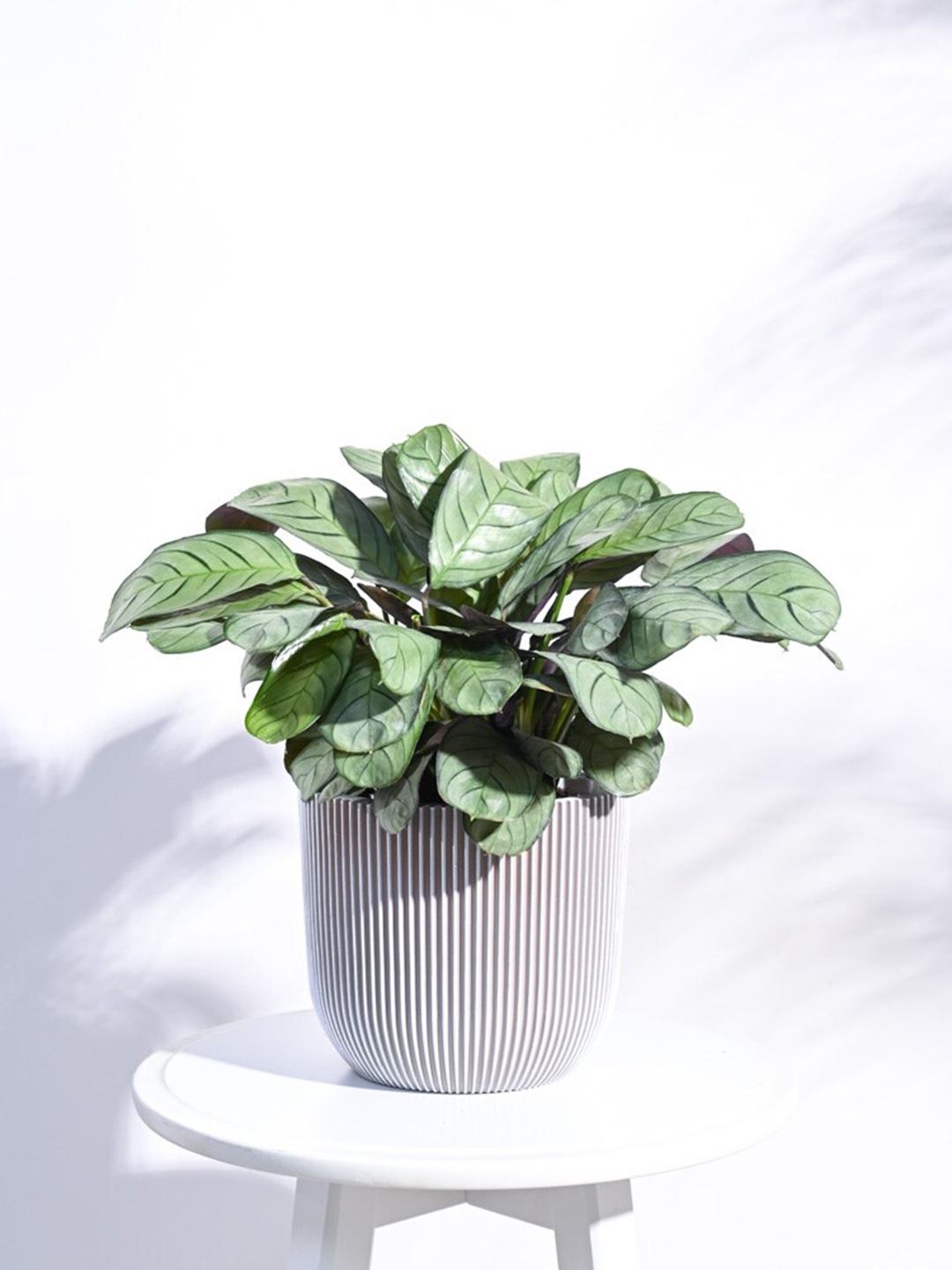 

UGAOO Zuri Grey White Vase Ball Groove Medium Planter