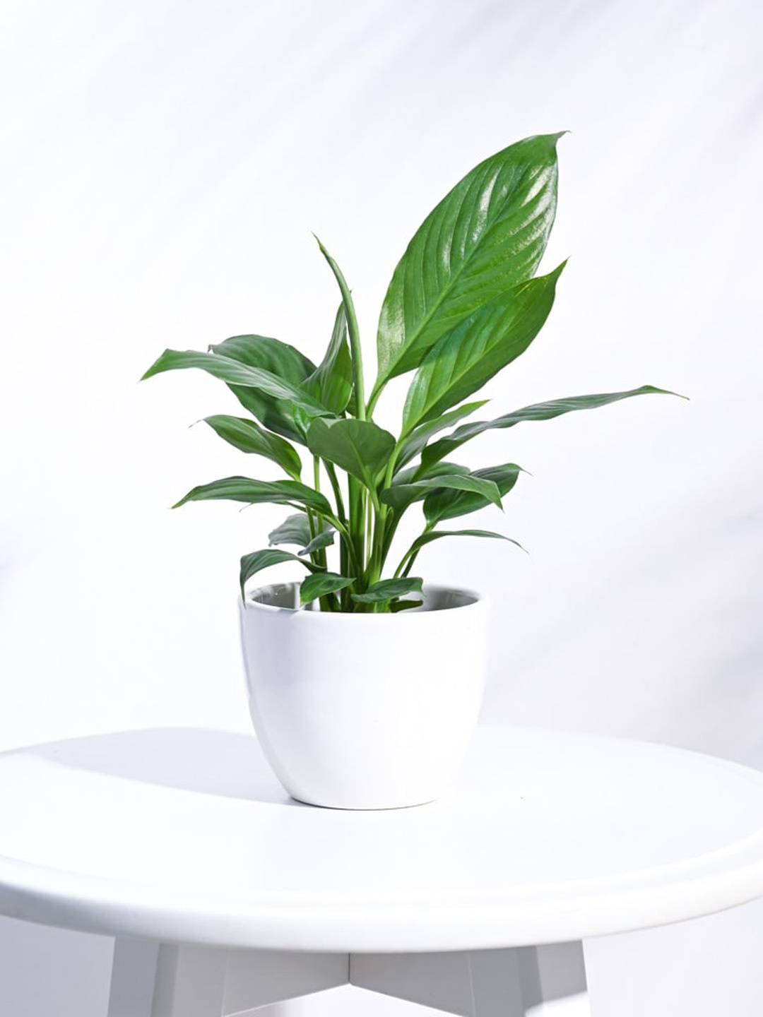 

UGAOO White Apple Ceramic Planter