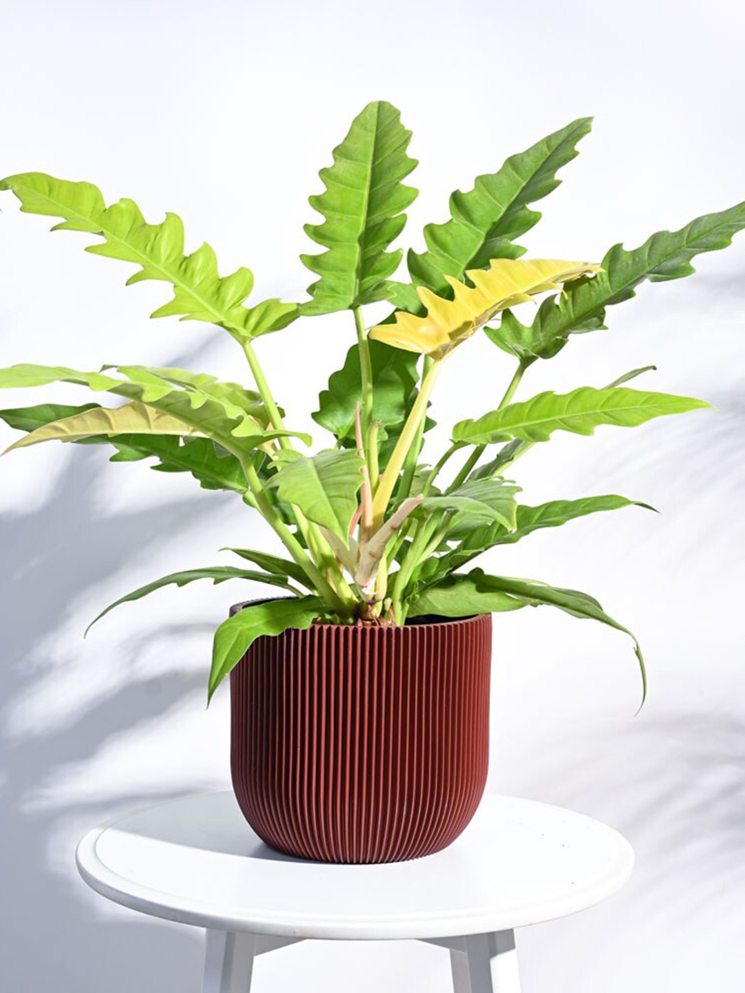 

UGAOO Zuri Merlot Red Ball Groove Textured Planters