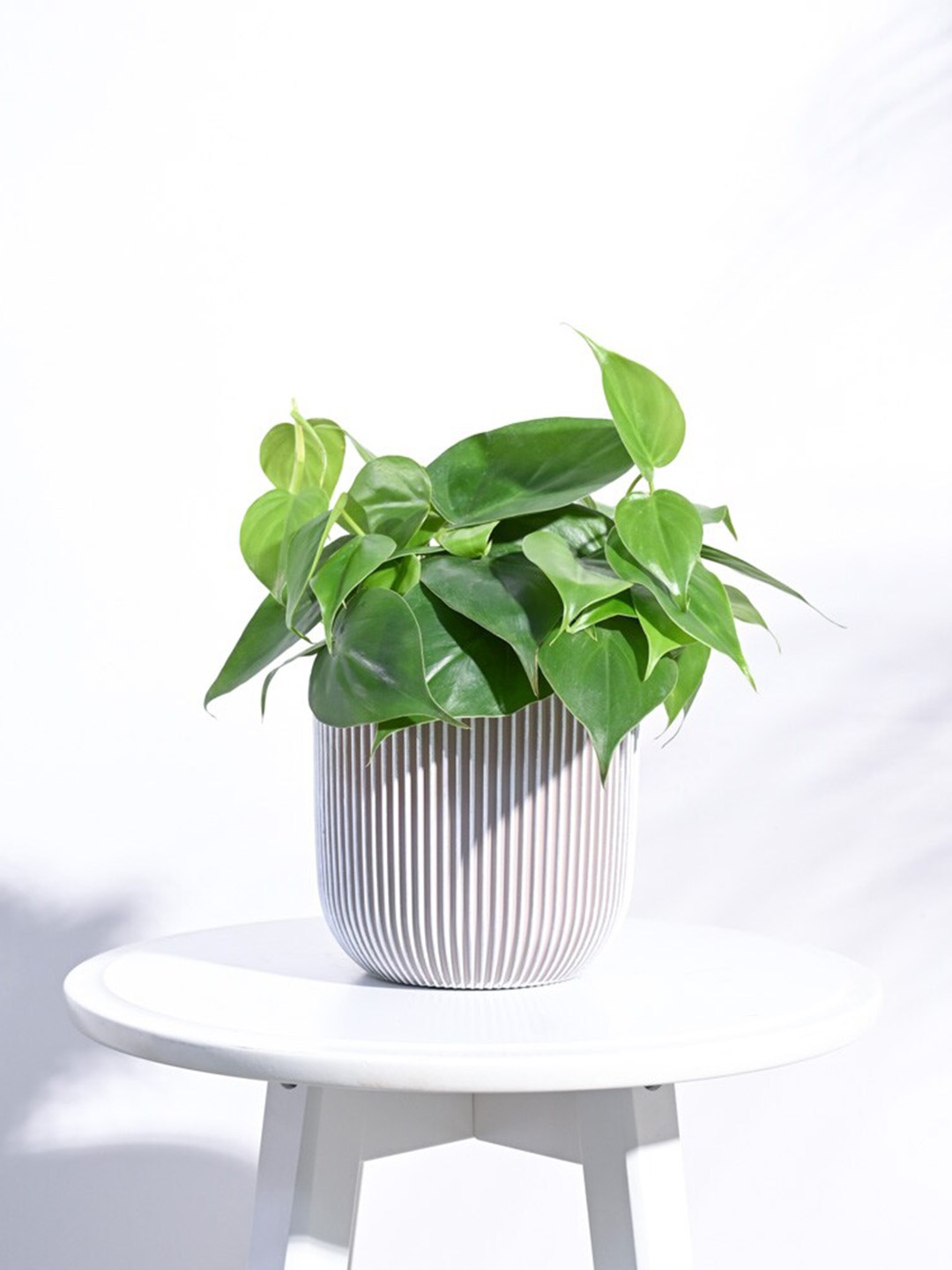 

UGAOO Zuri Grey White Vase Ball Groove Small Planter