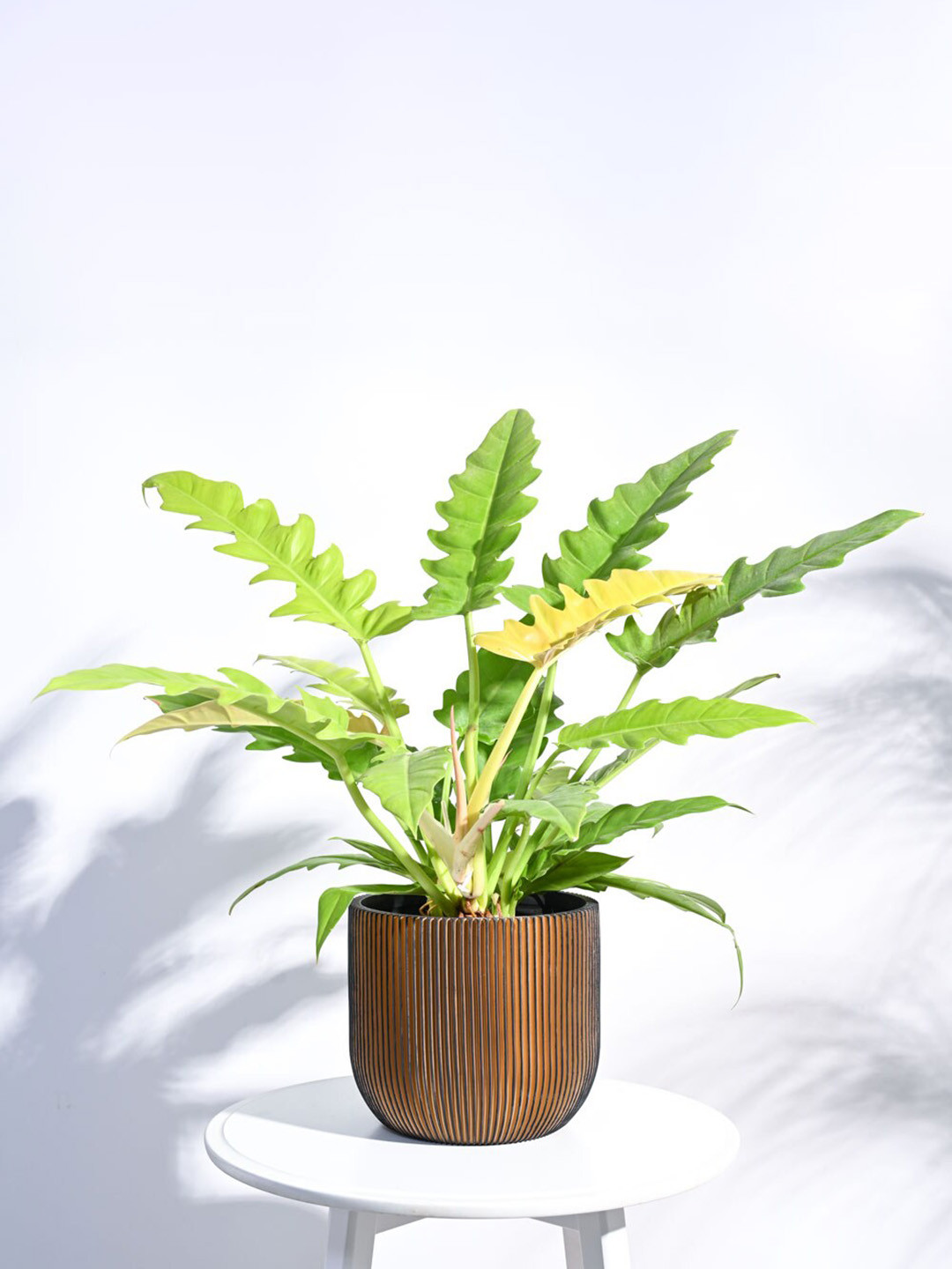 

UGAOO Black & Gold-colored Ball Groove Large Planters For Home Garden Plants