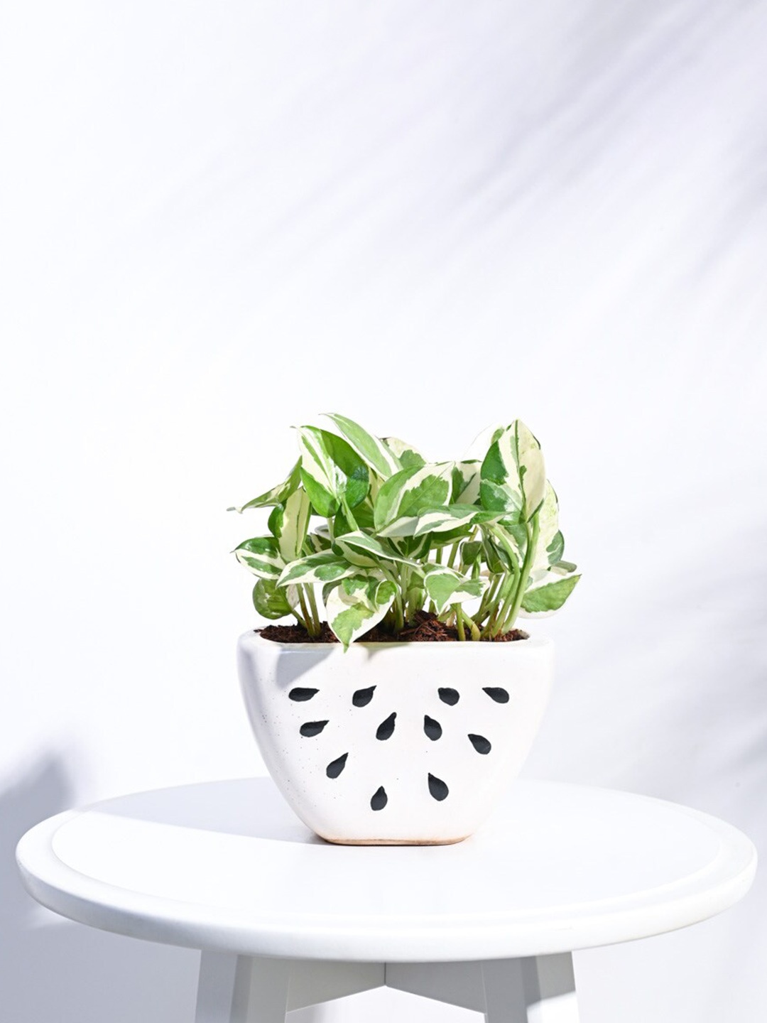 

UGAOO White Watermelon Ceramic Planter