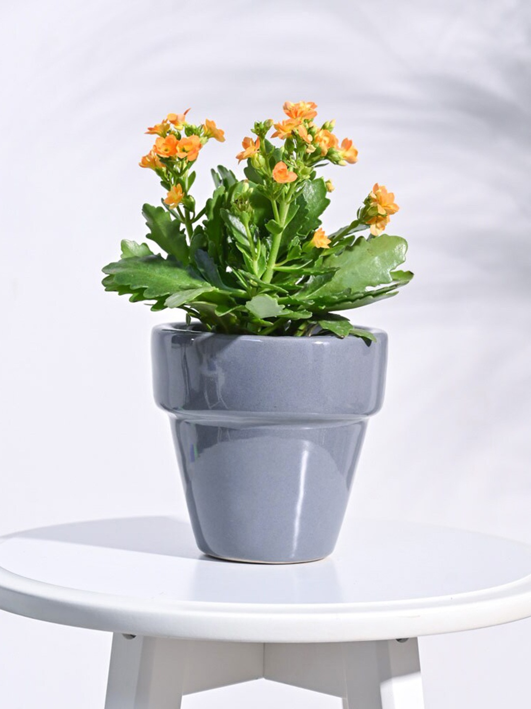 

UGAOO The Dream Grey Ceramic Planter