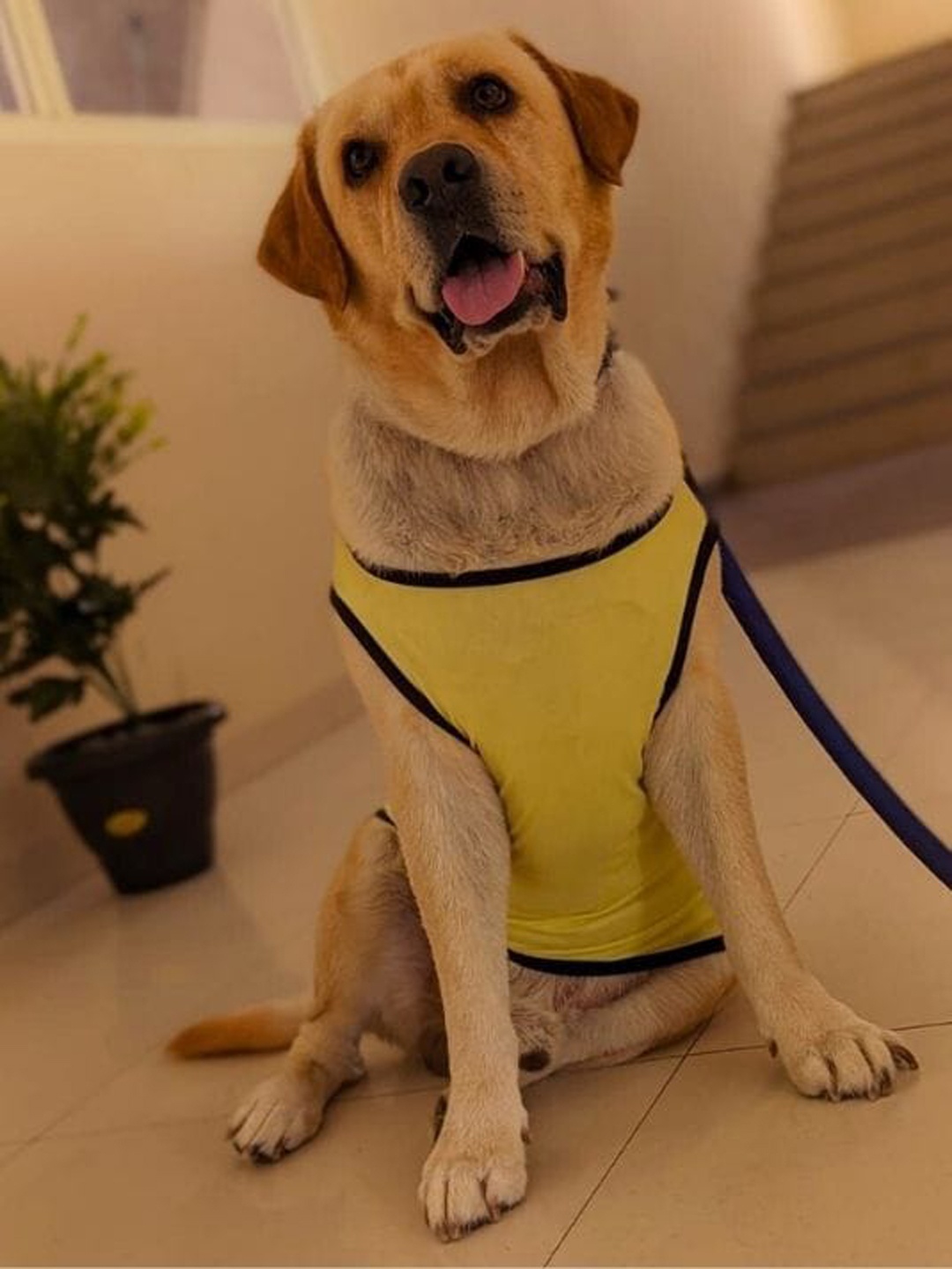 

Lulala Kids Printed Cotton Dog T-shirts, Yellow