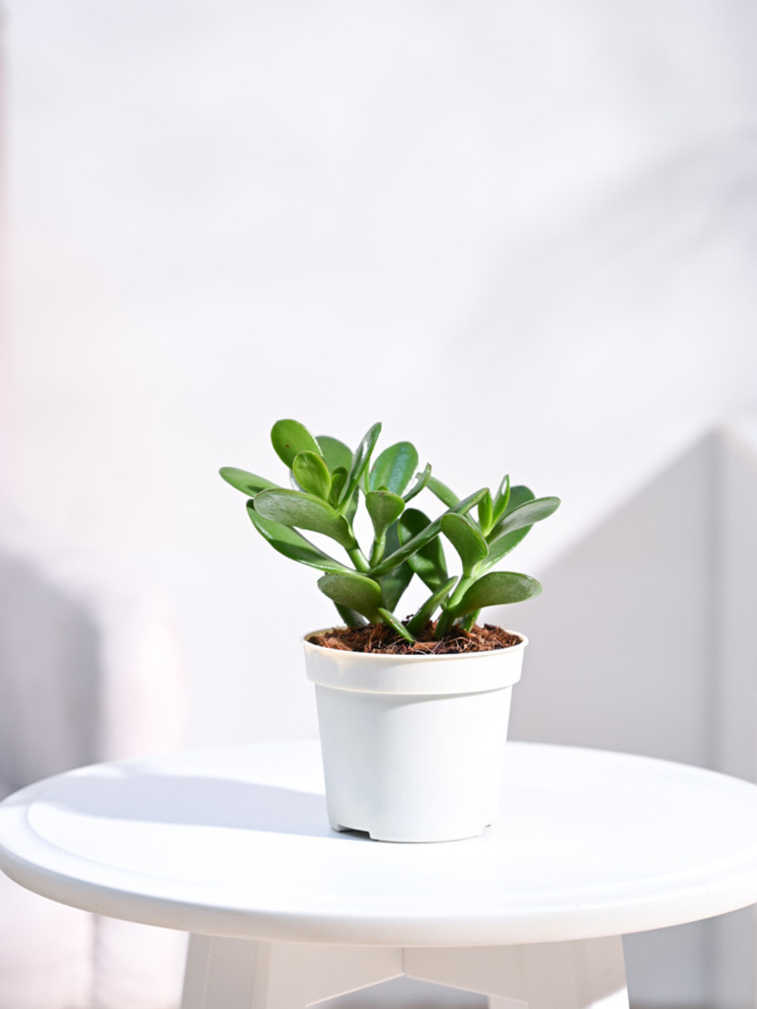 

UGAOO Crassula Ovata Indoor Live Plant & Grow Pot, Green