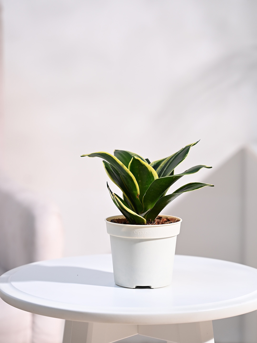 

UGAOO Snake Golden Hahnii Indoor Live Plant & Grow Pot, Green