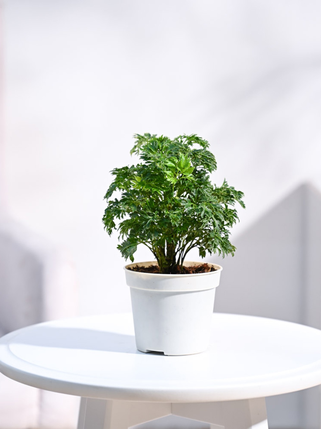 

UGAOO Aralia Golden Indoor Live Plant & Grow Pot, Green