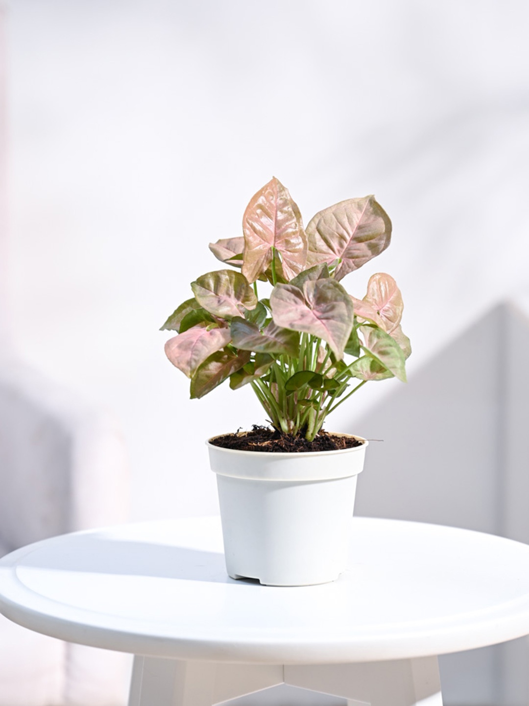 

UGAOO Pink Syngonium Pink Neon Plant With Grow Pot 10 cm