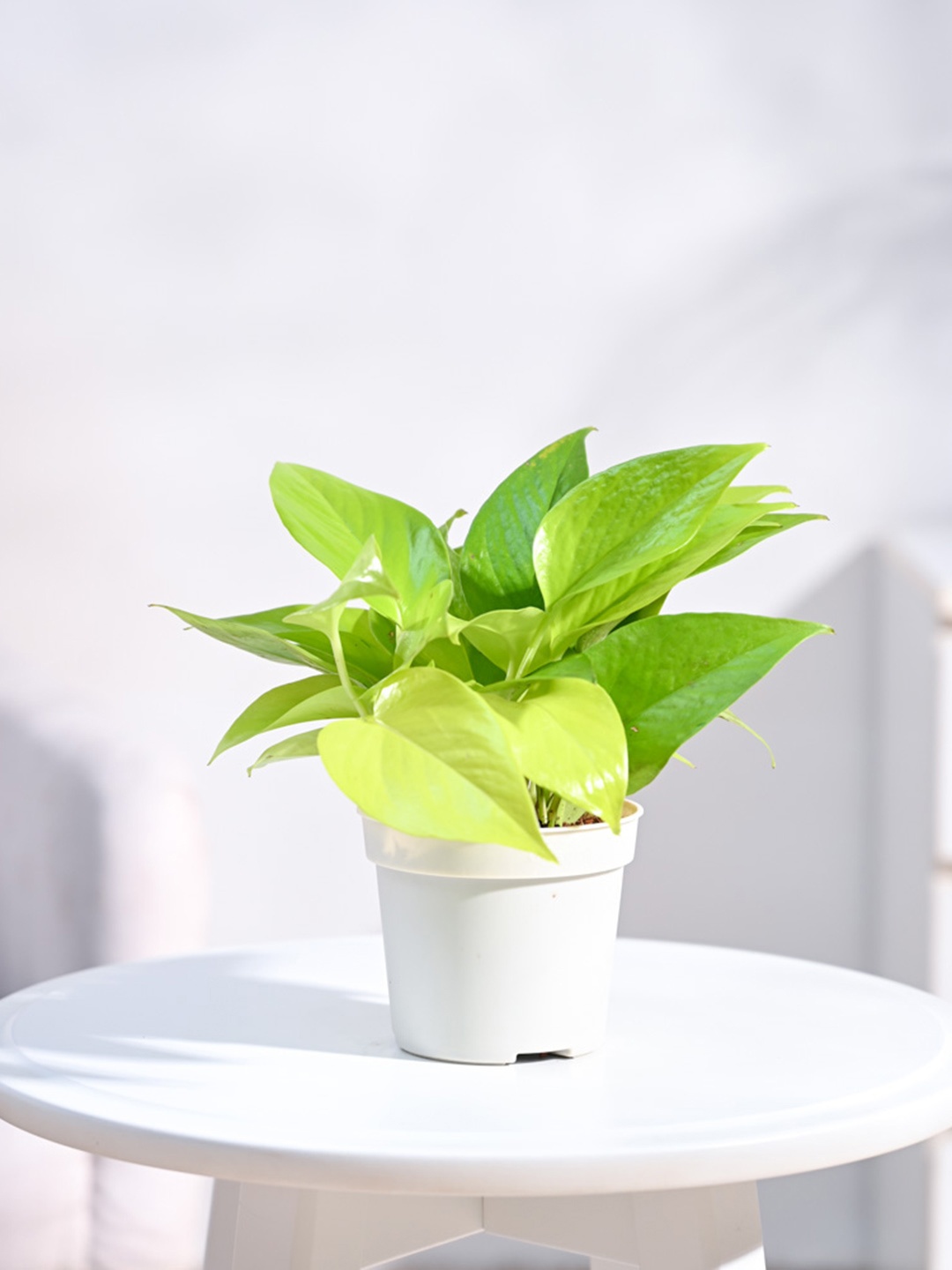 

UGAOO Green Golden Money Plant With Grow Pot, White