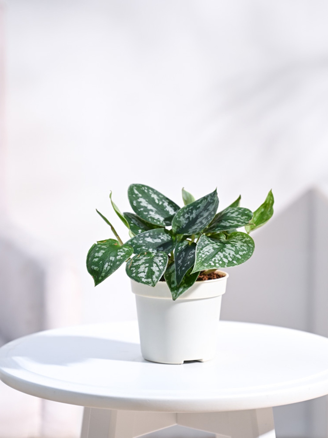 

UGAOO Green Satin Pothos Argyraeus Plant With Grow Pot