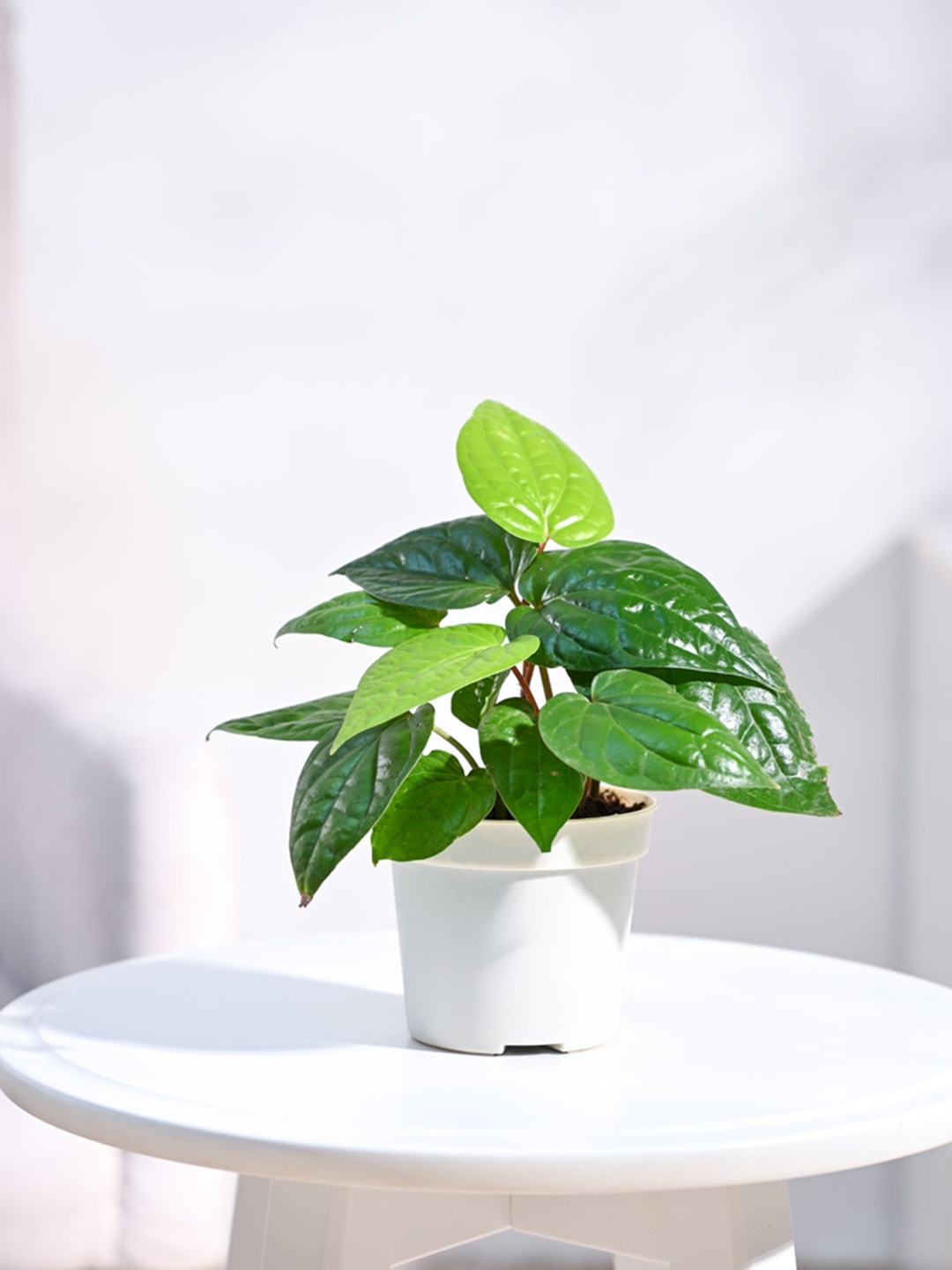 

UGAOO Betel Leaf Magai Paan Plant With Grow Pot 20 cm, Green
