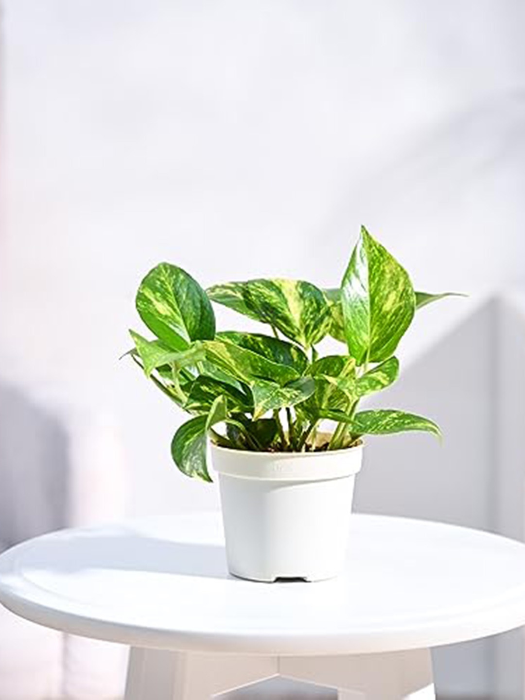 

UGAOO Money Plant Variegated With Grow Pot - 18 cm, Green