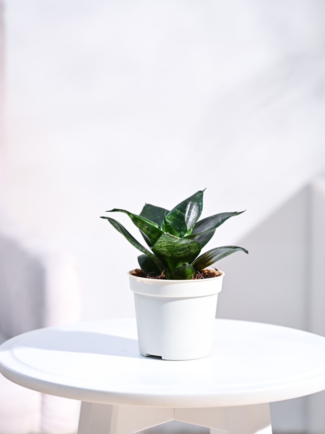 

UGAOO Snake Green Indoor Live Plant & Grow Pot, White