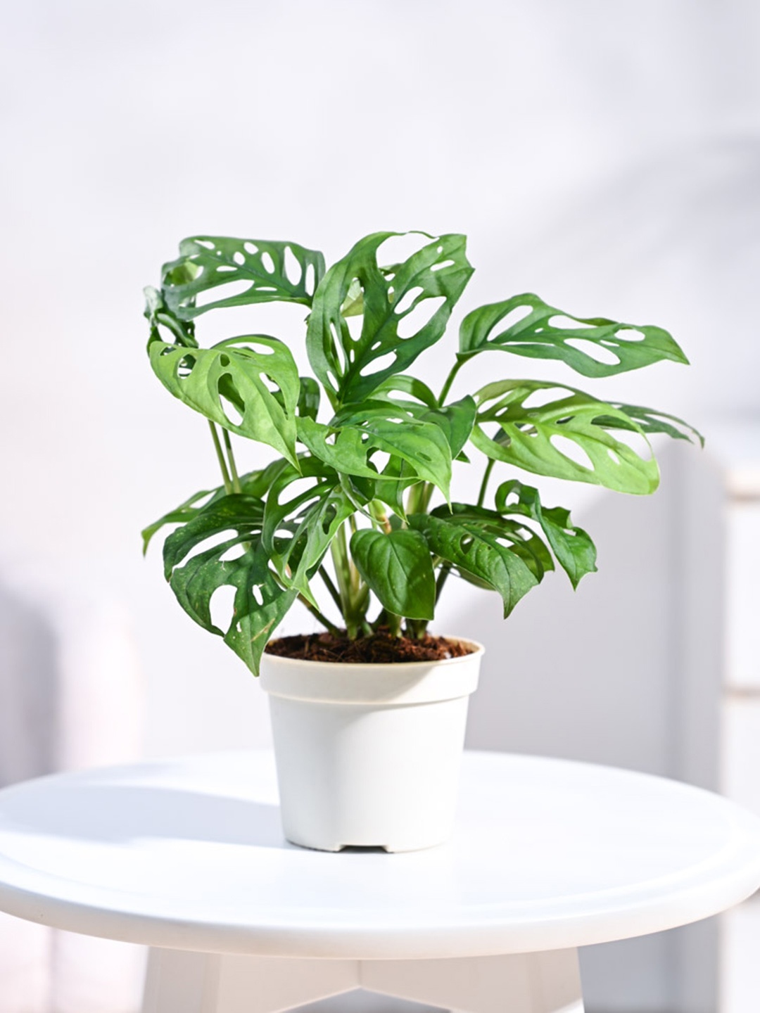 

UGAOO Philodendron Broken Heart Plant With Grow Pot - 24 cm, Green