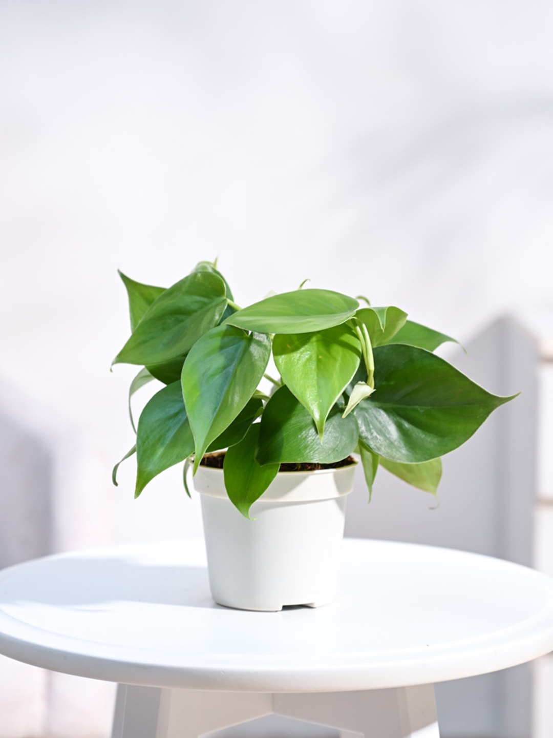 

UGAOO Philodendron Oxycardium With Grow Pot - 17 cm, Green