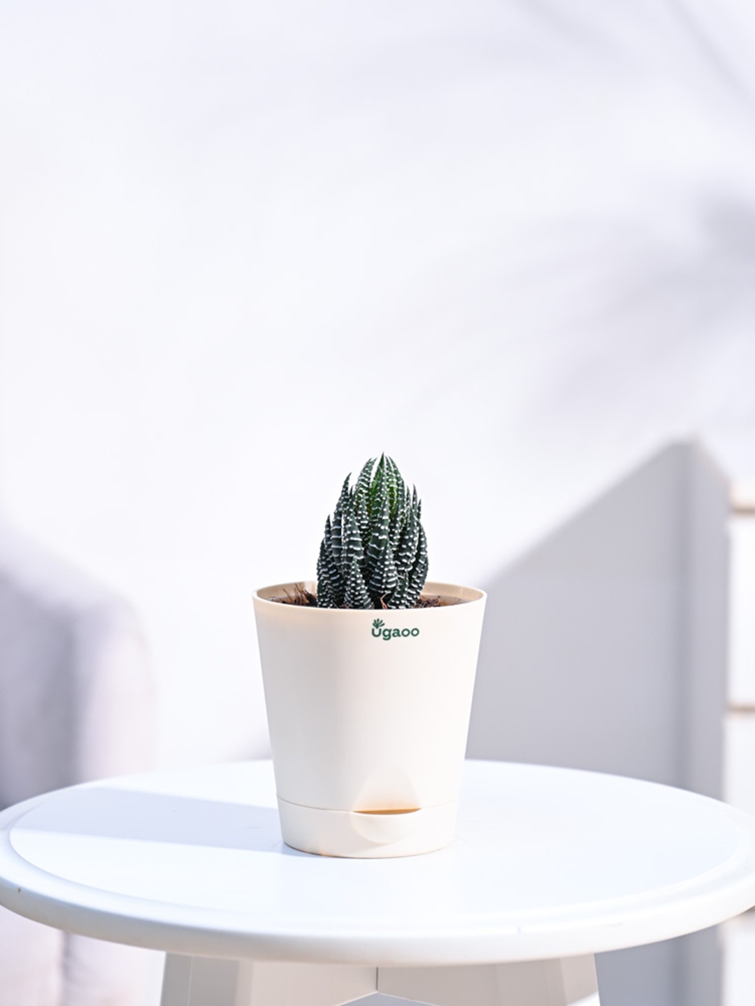 

UGAOO Haworthia Coarctata Plant With Self Watering Pot, Green