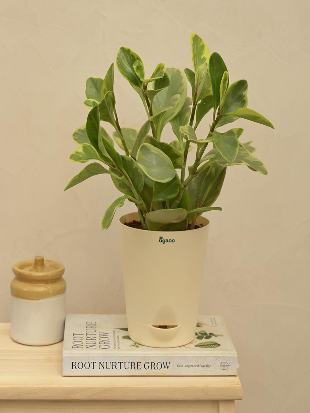 

UGAOO Peperomia Variegated Plant With Self Watering Plastic Pot, Multi