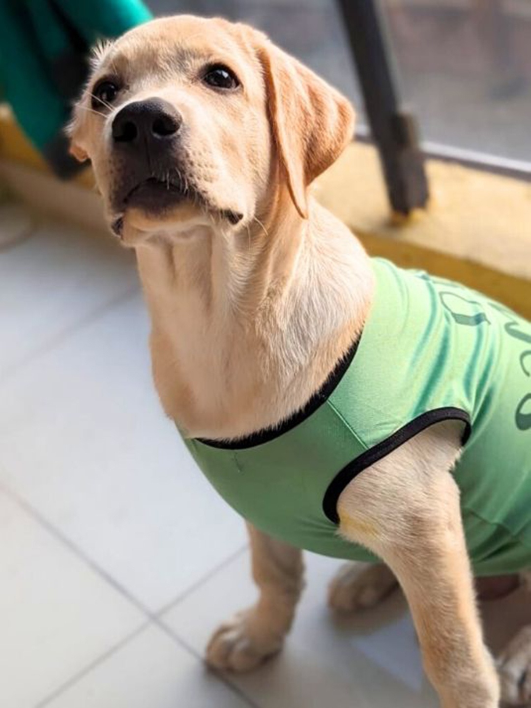 

Lulala Printed Dog T-shirt, Green