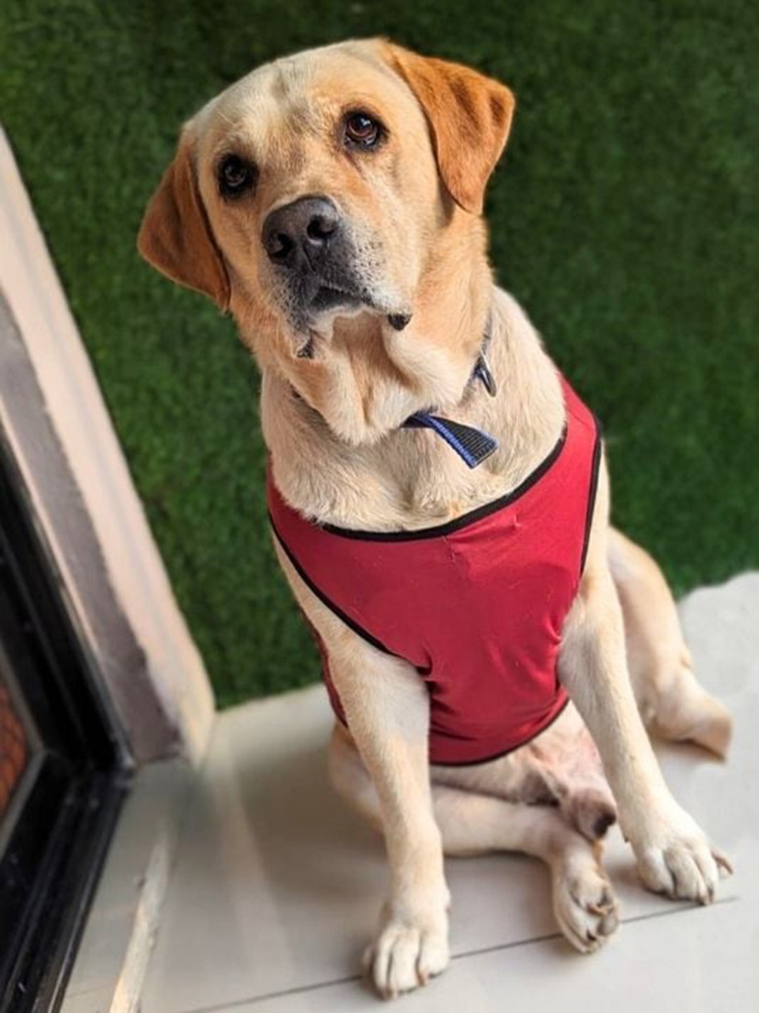 

Lulala Printed Dog T-shirt, Red