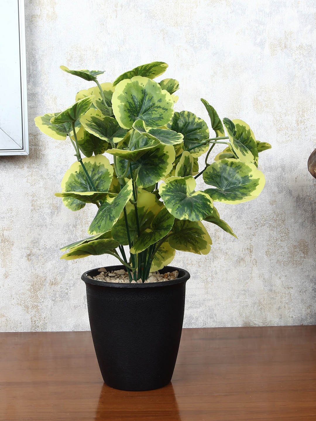 

FOLIYAJ Green Faux Poliscias Plant With Pot