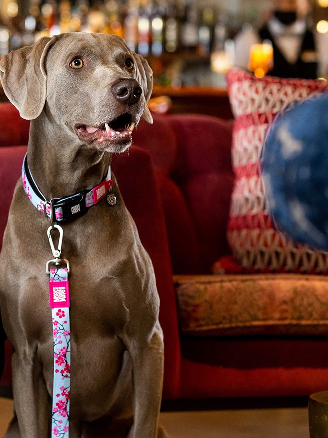 

Max & Molly Self Design Dog Training Leash, Blue