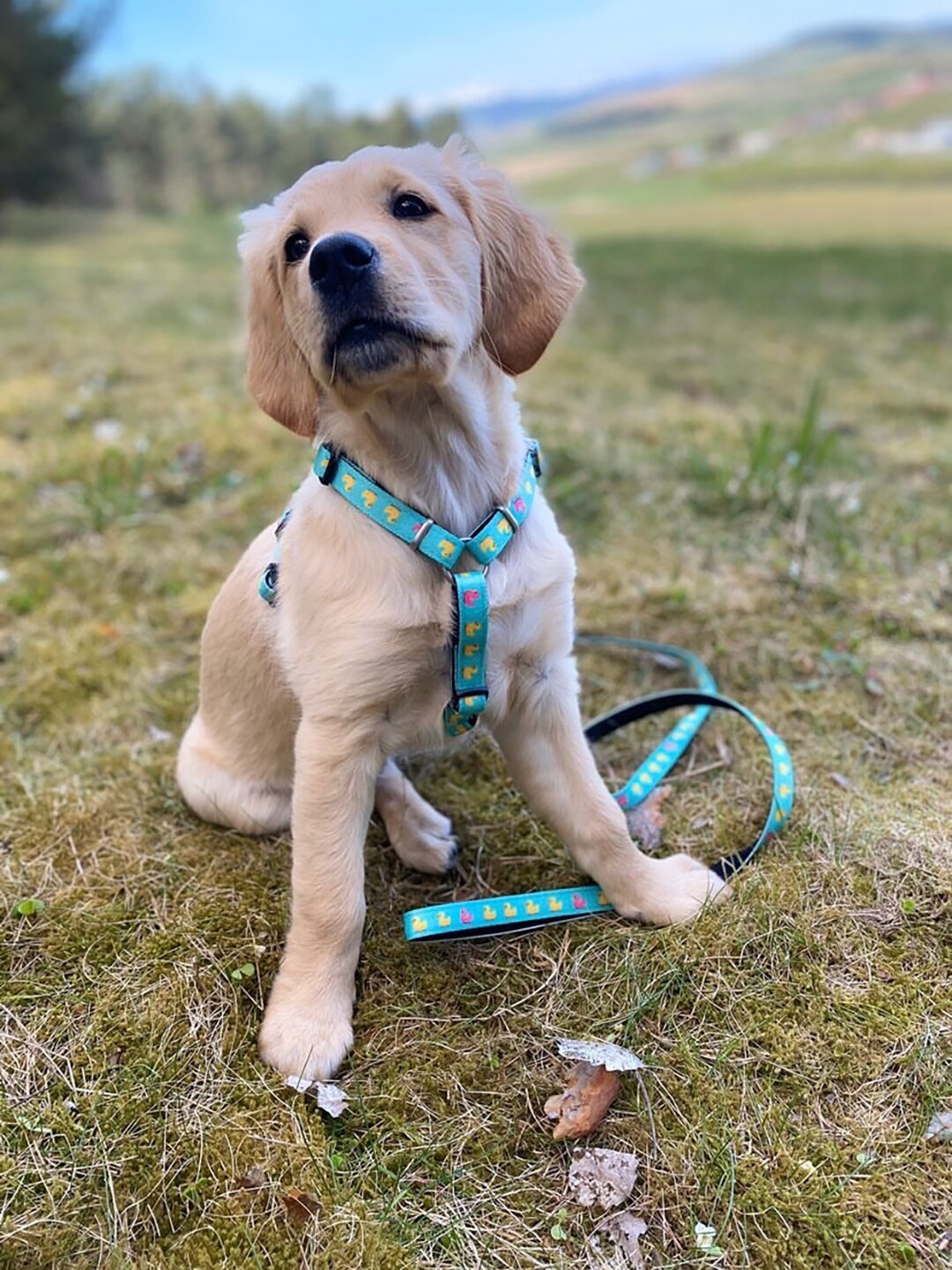 

Max & Molly Self Design Dog Training Leash, Blue