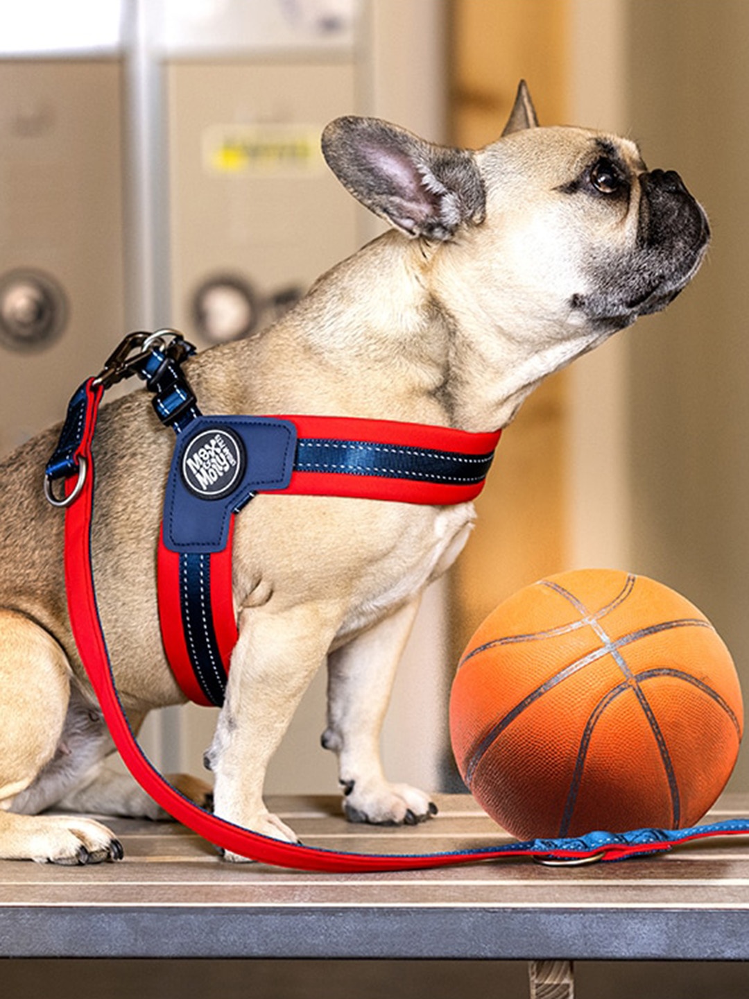 

Max & Molly Self Design Dog Training Leash, Red