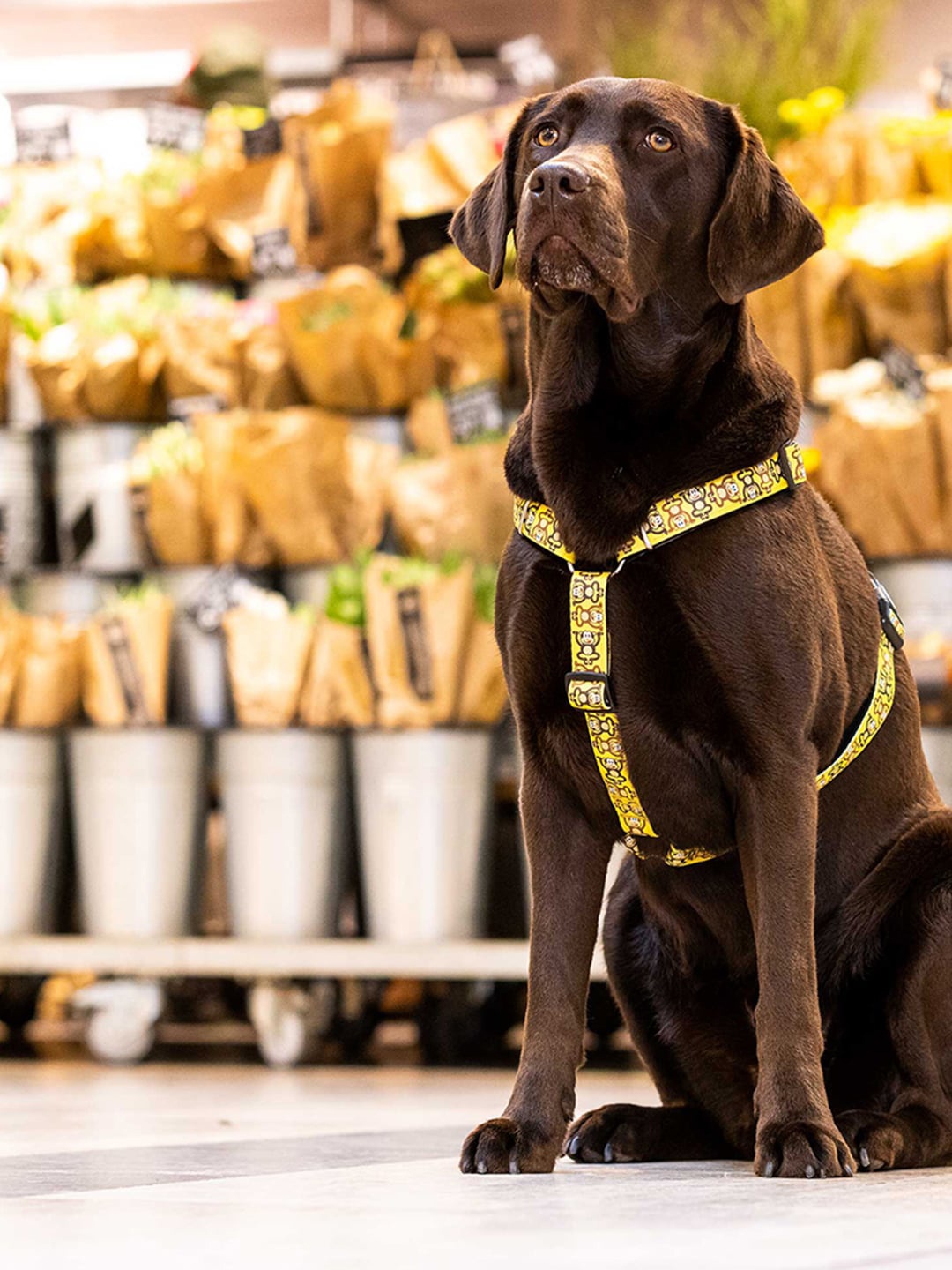 

Max & Molly Yellow Monkey Maniac Printed Training Pet H-Harness