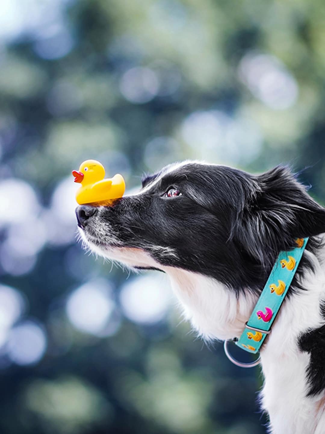

Max & Molly Blue Ducklings Printed Dog Training Smart ID Collar