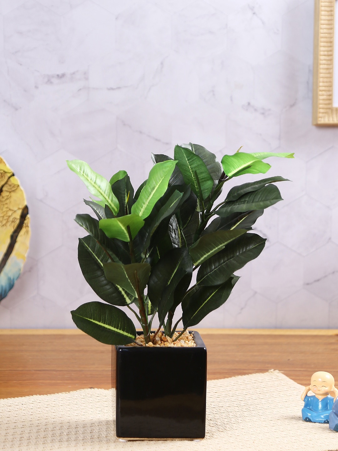 

Fourwalls Green Quercus Bonsai Plant With Pot
