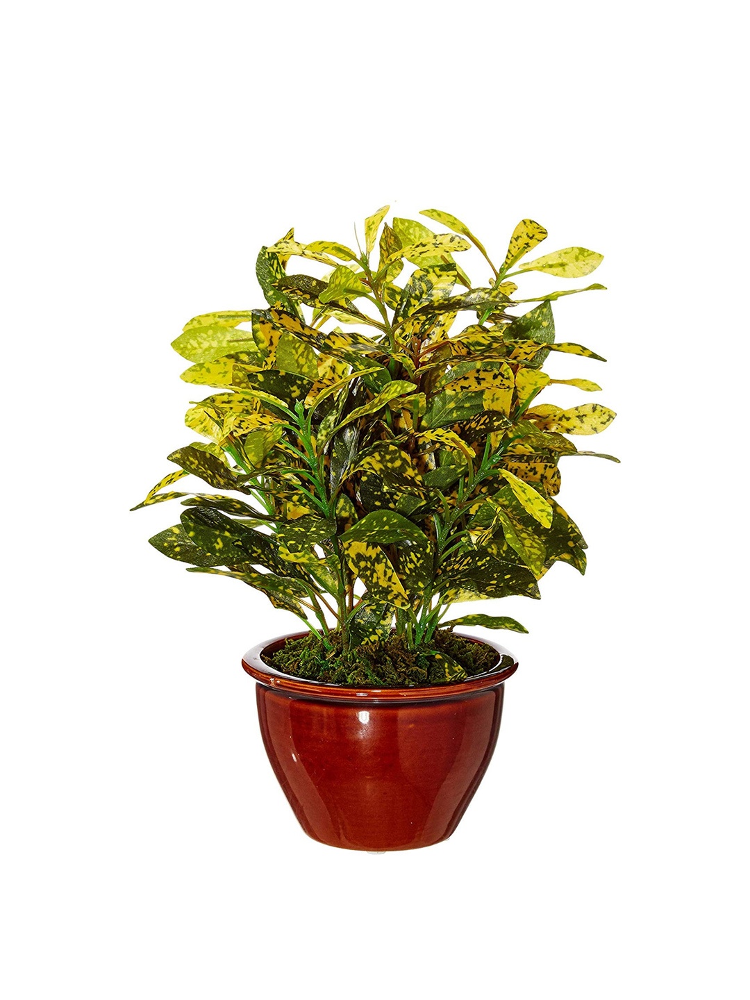 

Fourwalls Green Croton Bonsai Plant With Pot