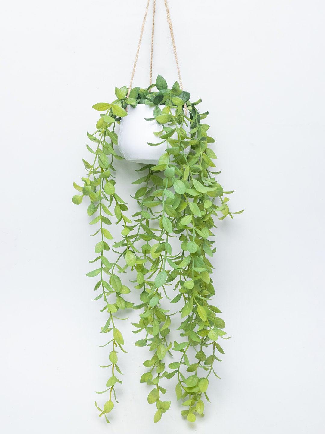 MARKET99 Green Plant With Ceramic Pot