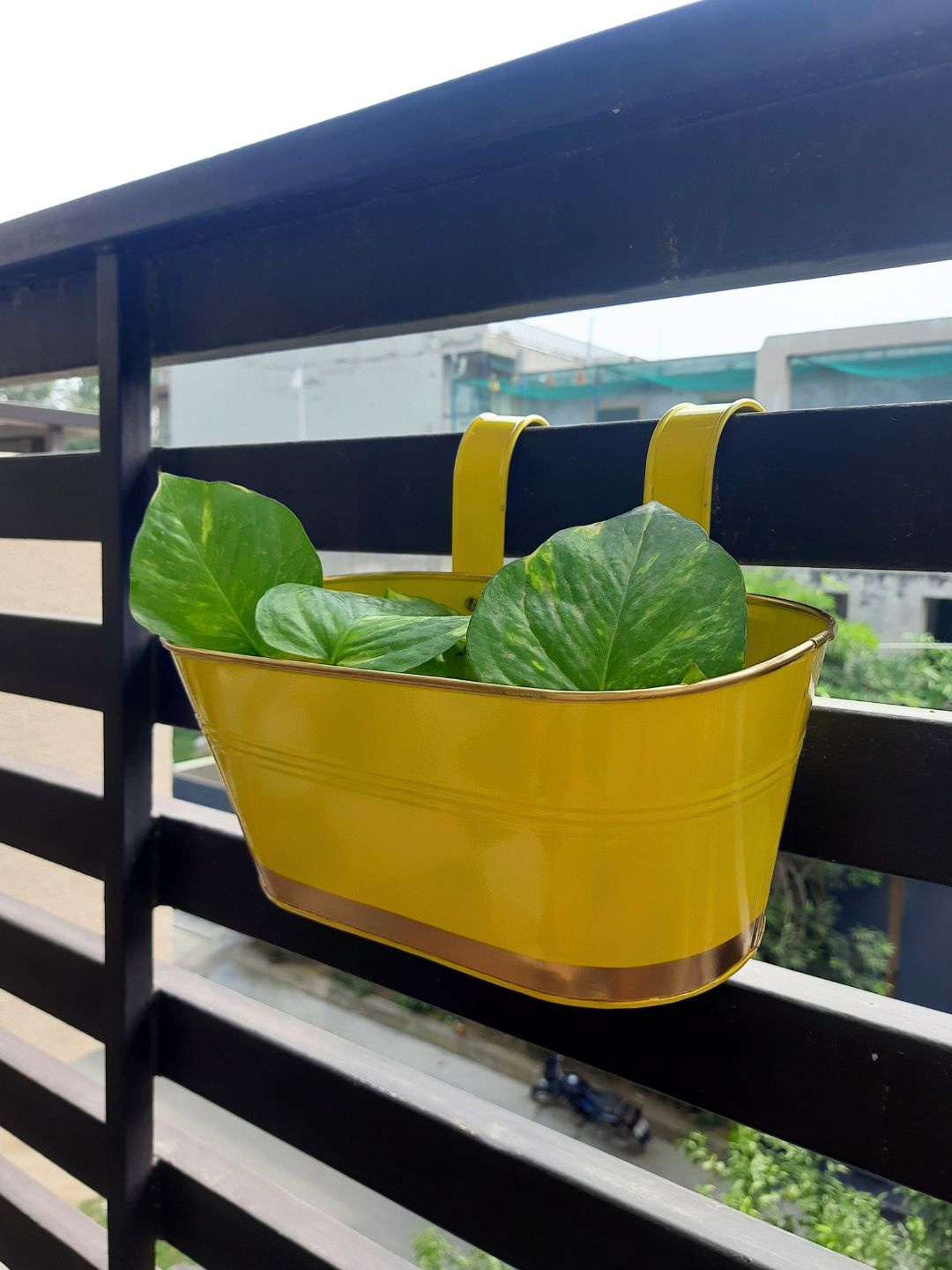 

ecofynd Yellow Metal Oval Balcony Hanging Planter