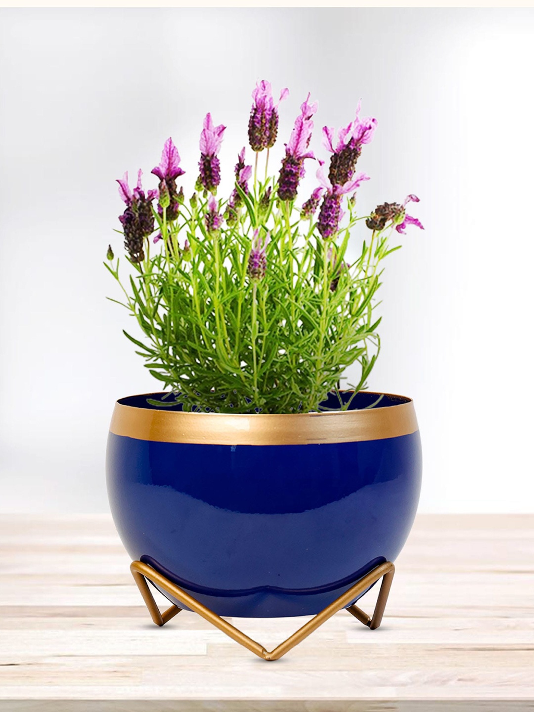 

Peng Essentials Royal Blue Flower Pot Indoor Plant Vase
