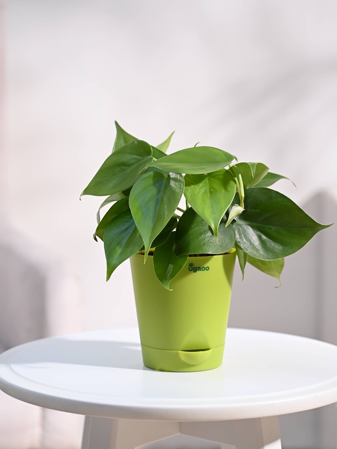 

UGAOO Green Philodendron Oxycardium Green Plant with Self Watering Pot