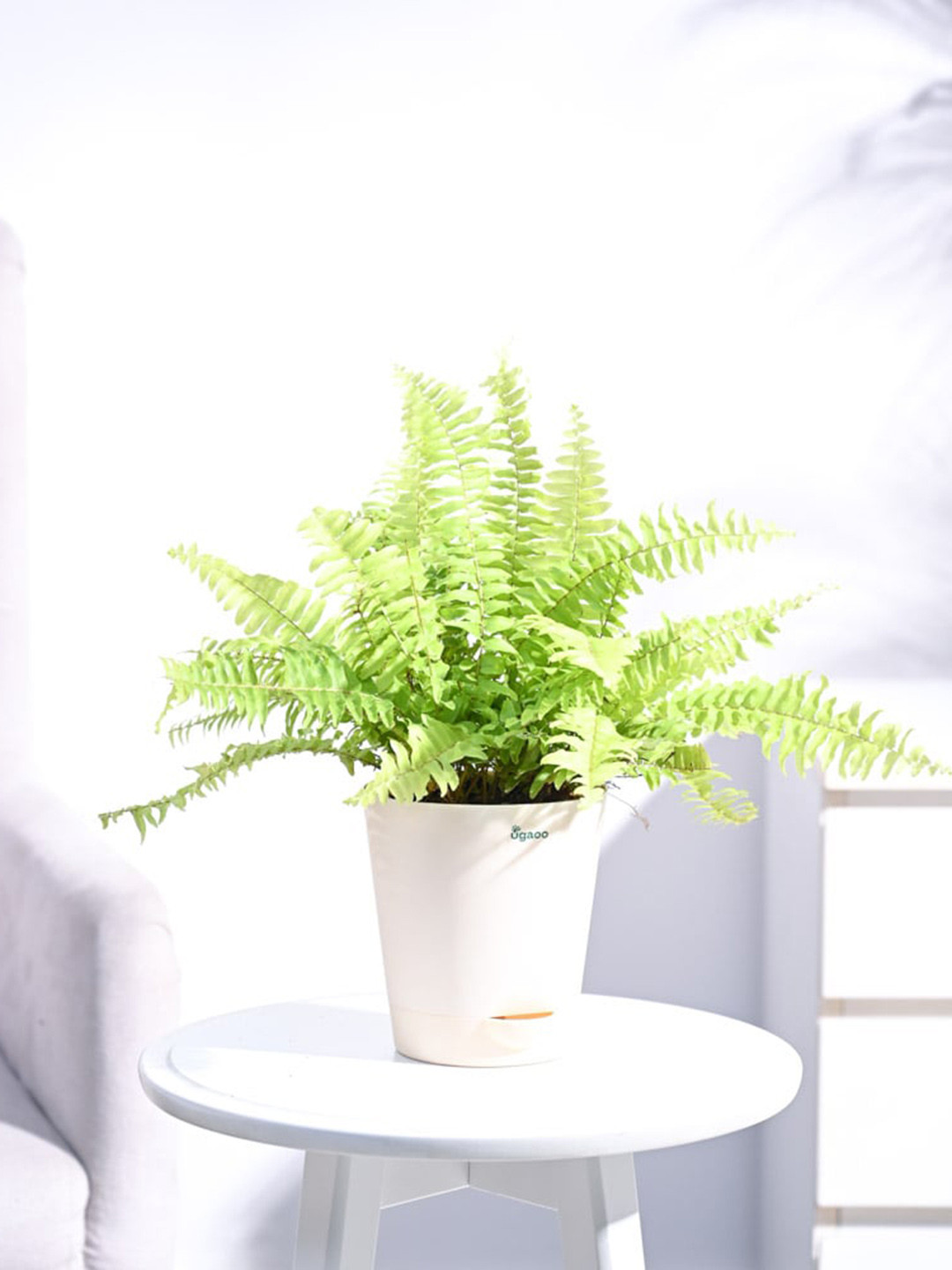 

UGAOO Indoor Fern Plant with Self Watering Pot, Beige