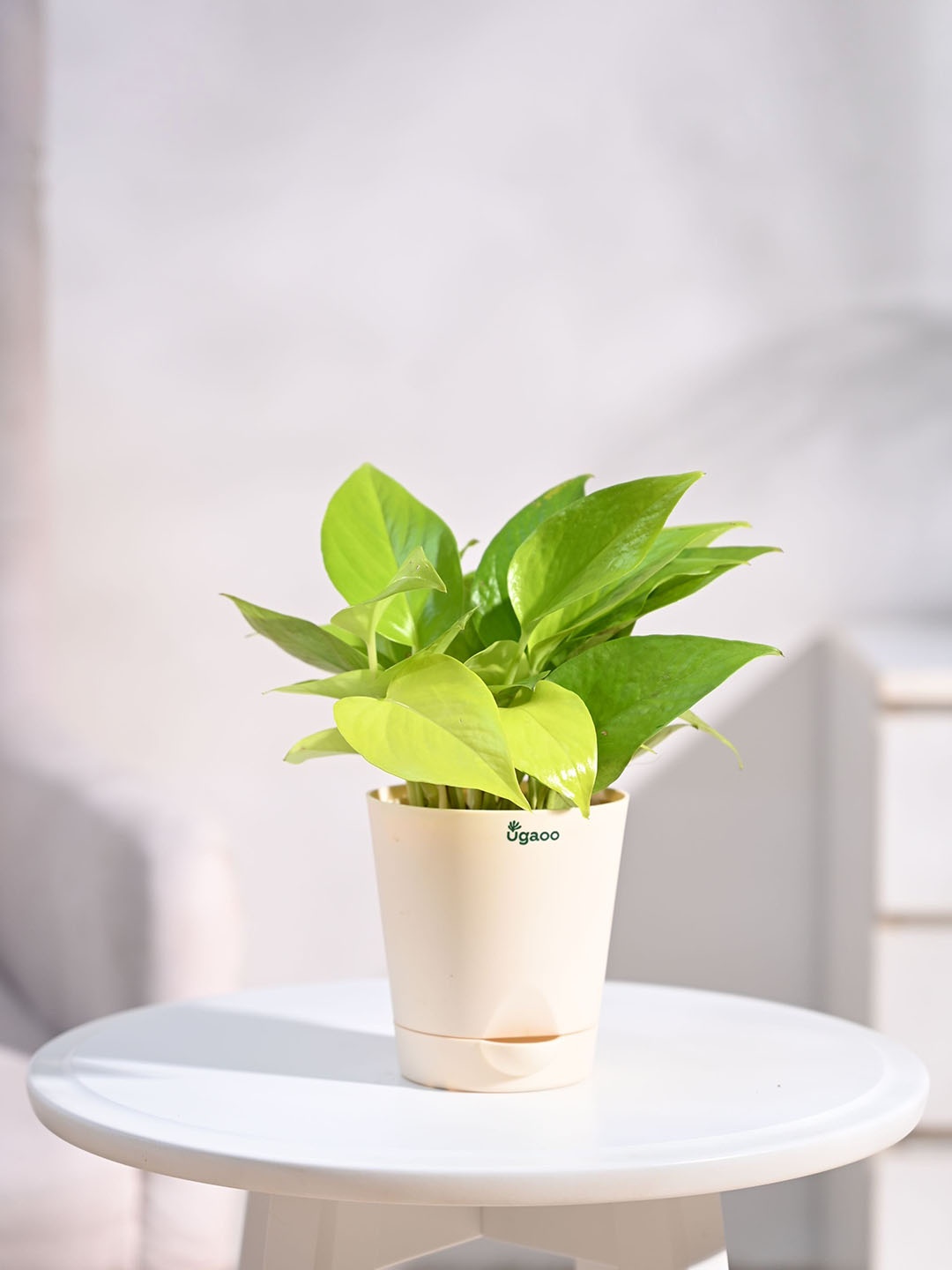 

UGAOO Money Plant Golden with Self Watering Pot, Beige