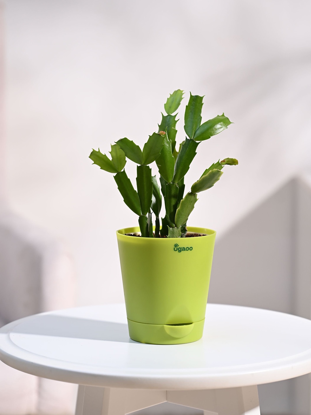 

UGAOO Green Christmas Cactus with Self Watering Pot