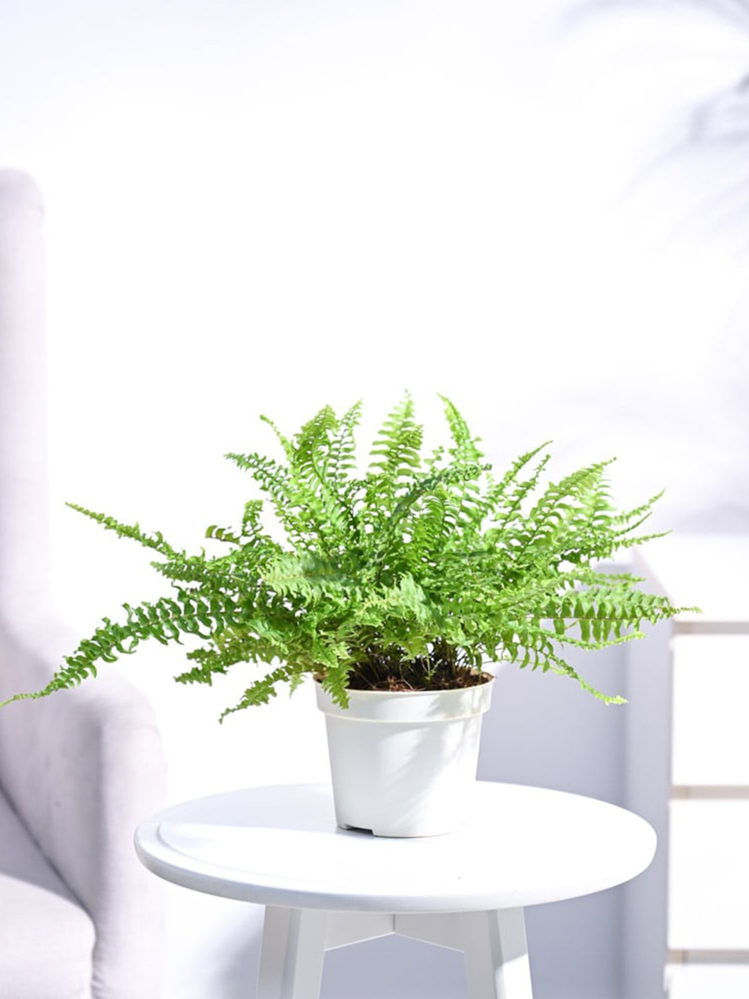 

UGAOO Indoor Mini Fern With Pot, Beige