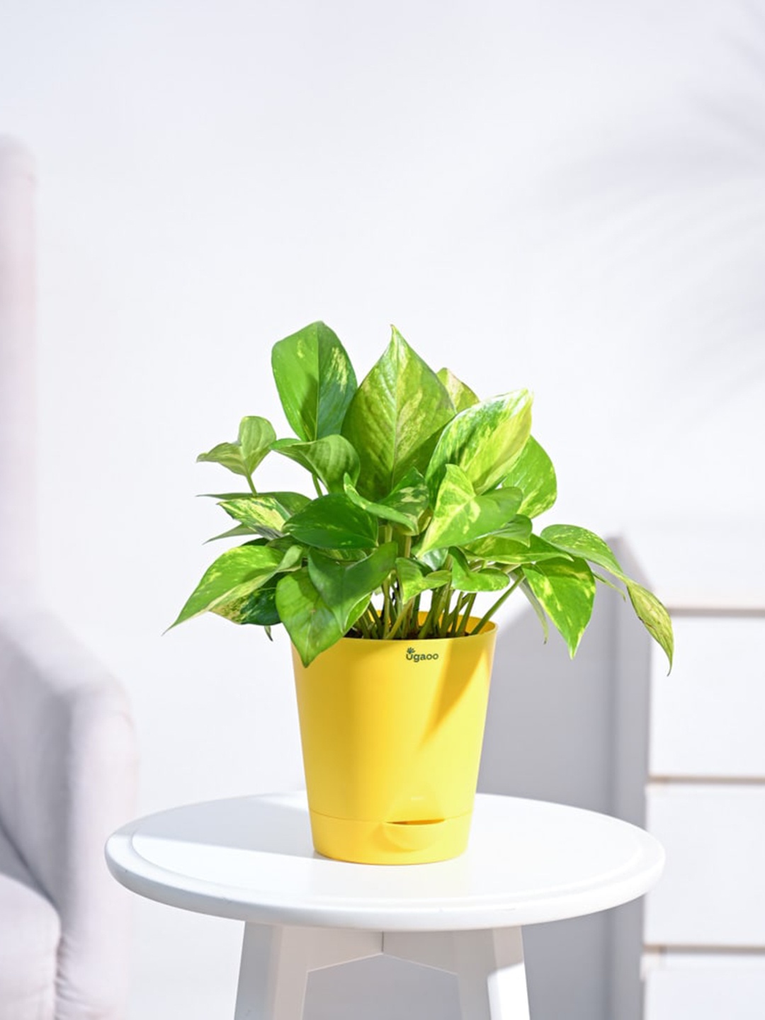 

UGAOO Money Plant Variegated with Self Watering Pot, Yellow