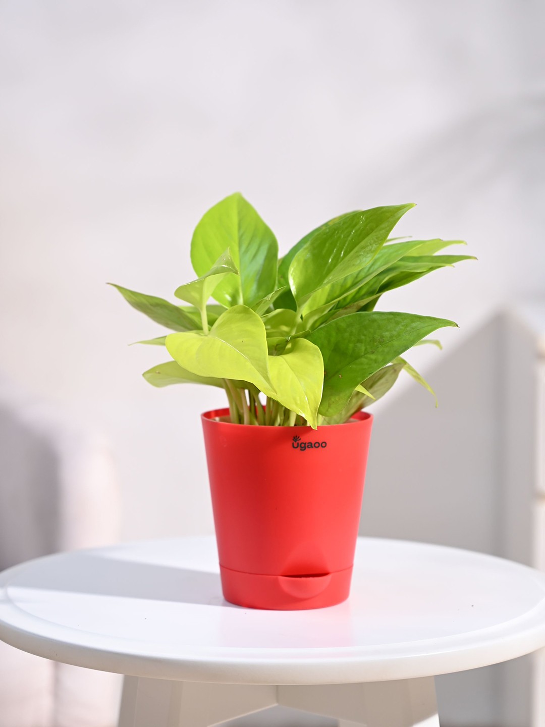

UGAOO Golden Money Indoor Live Plant & Red Self Watering Pot