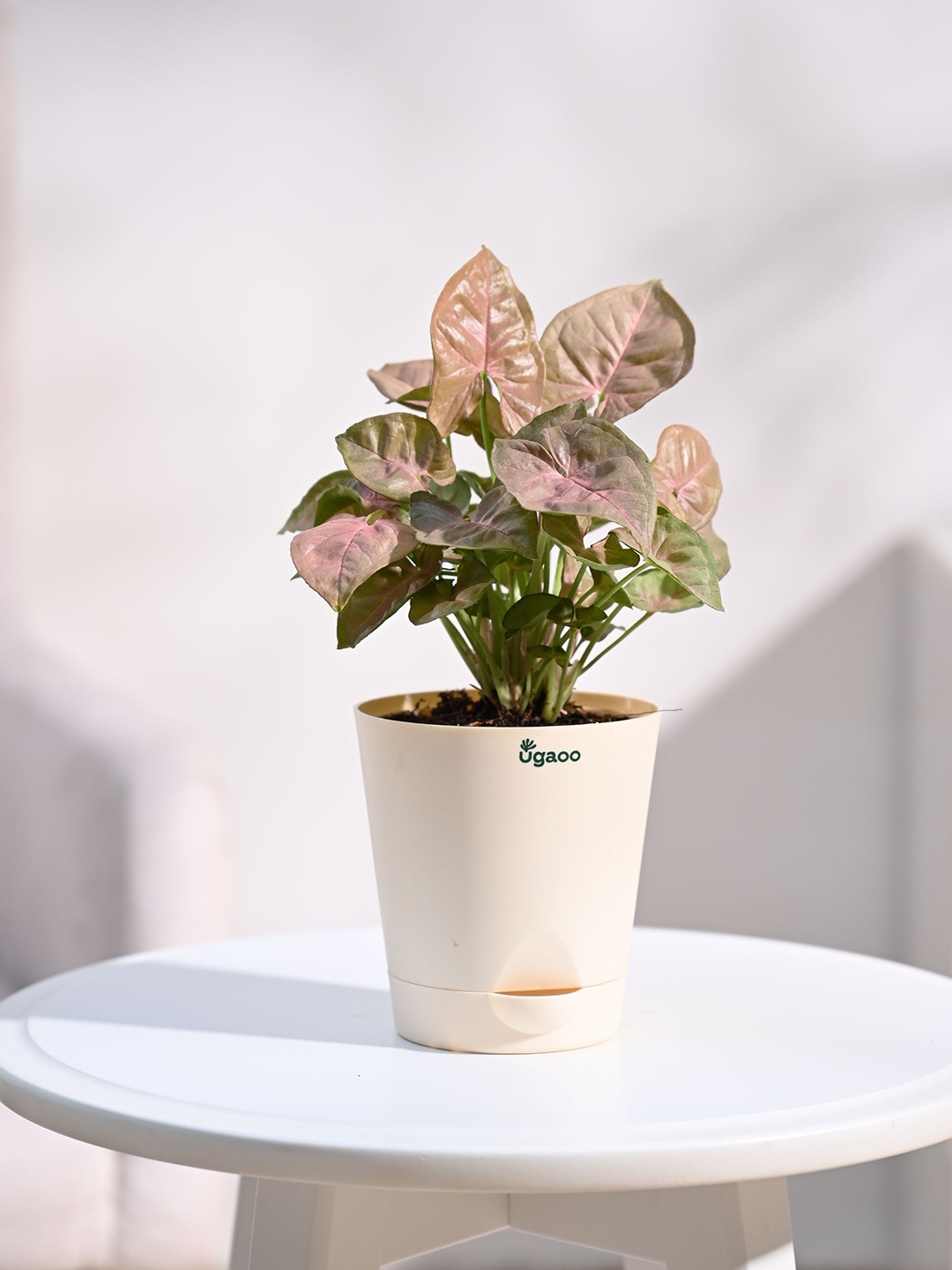 

UGAOO Syngonium Pink Plant with Self Watering Pot, Beige