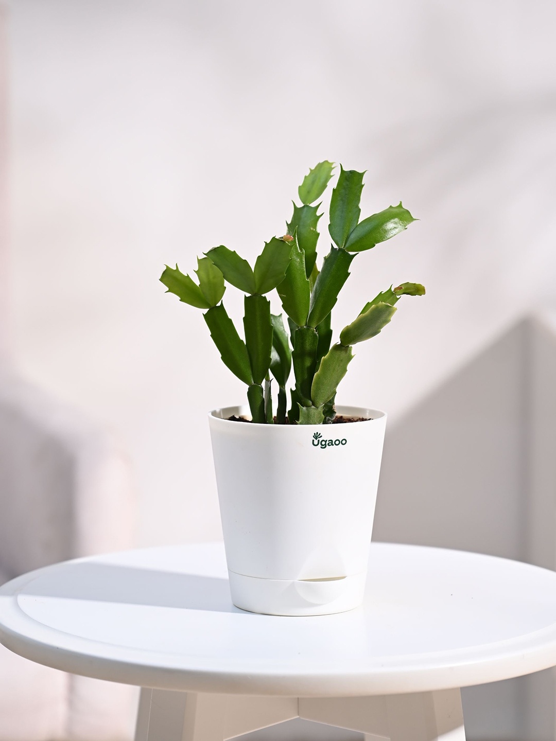 

UGAOO Christmas Cactus with Pot, White