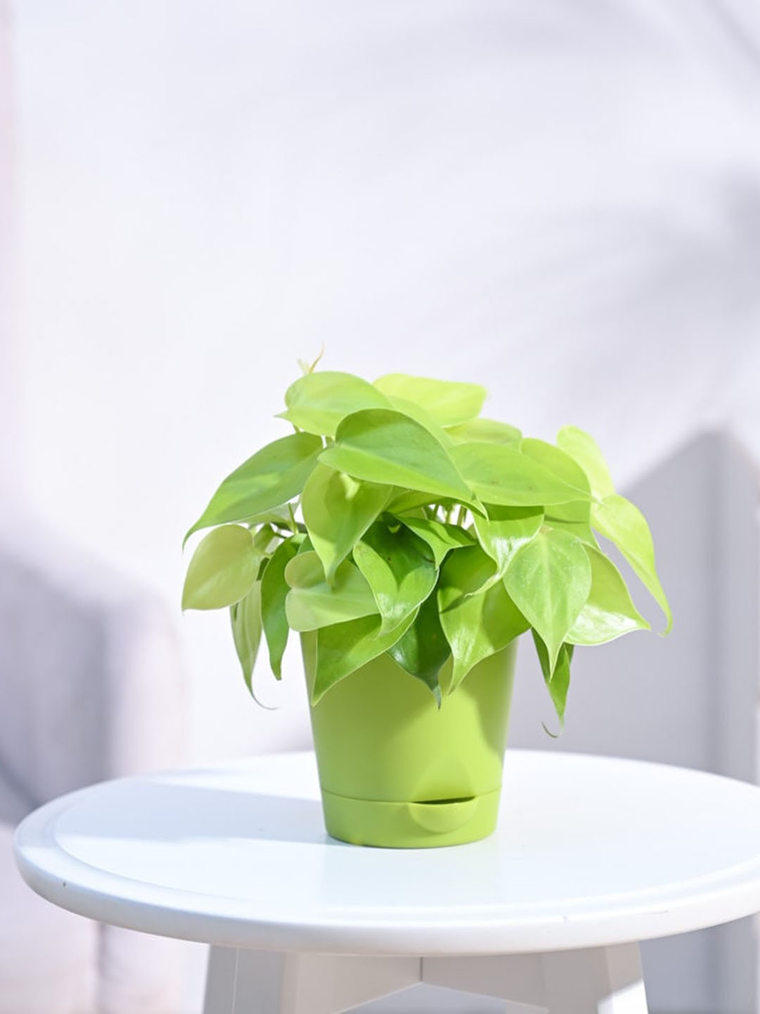 

UGAOO Philodendron Oxycardium Plant with Self Watering Pot, Green