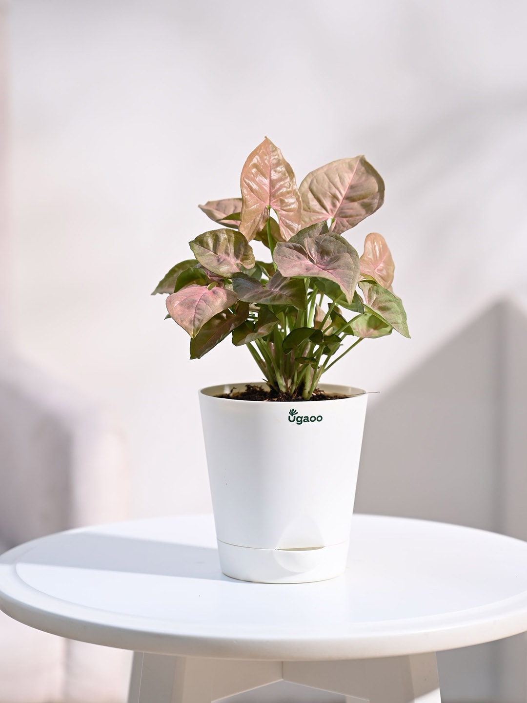 

UGAOO Syngonium Plant With Self Watering Pot, White