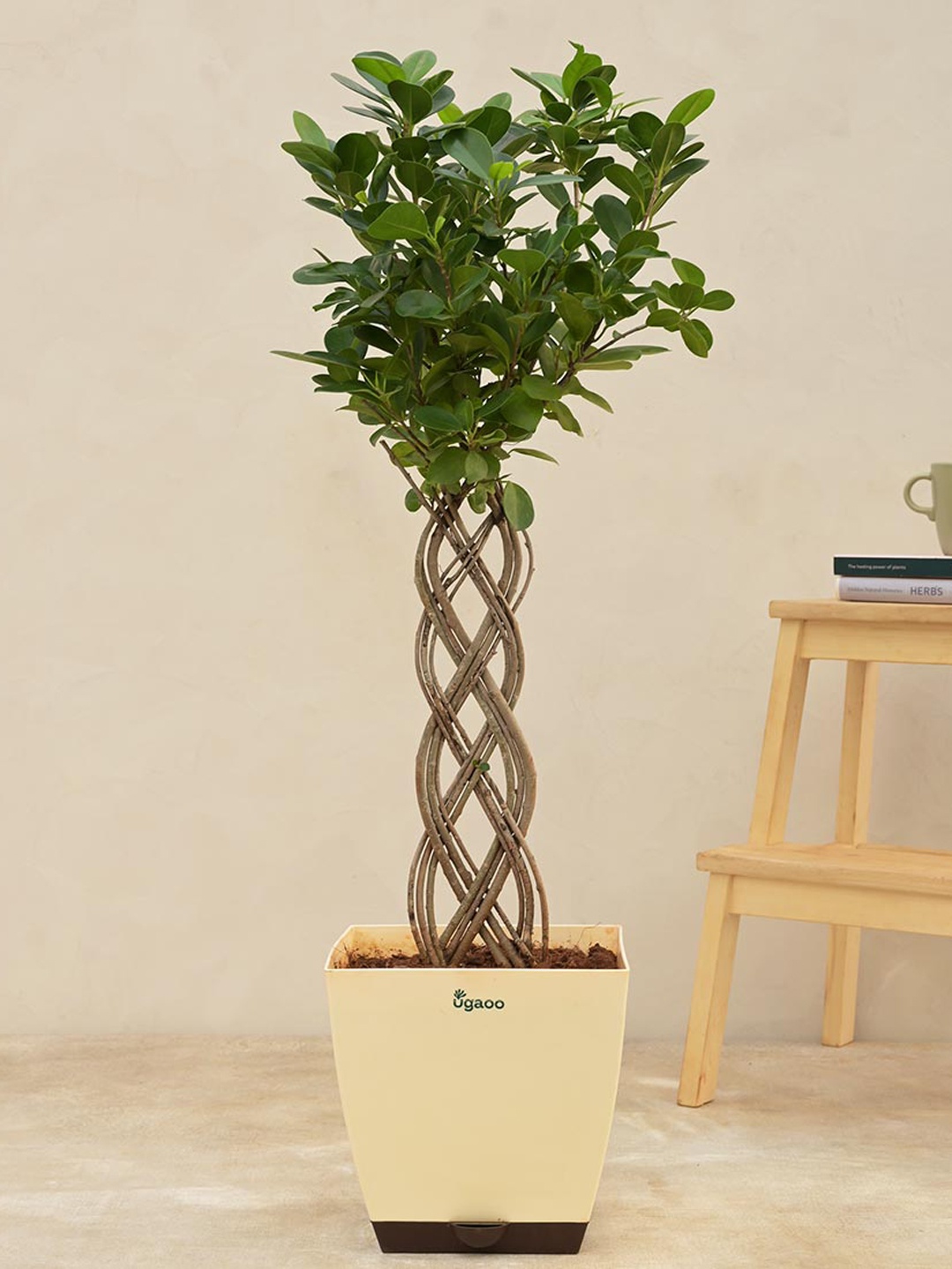 

UGAOO Netted Ficus Tree with Self Watering Pot, Beige
