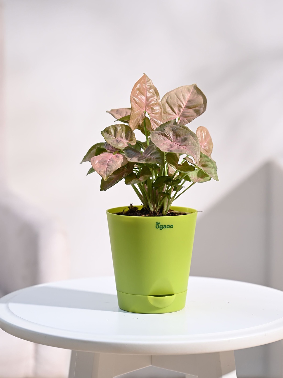 

UGAOO Green Syngonium Pink Plant with Self Watering Pot