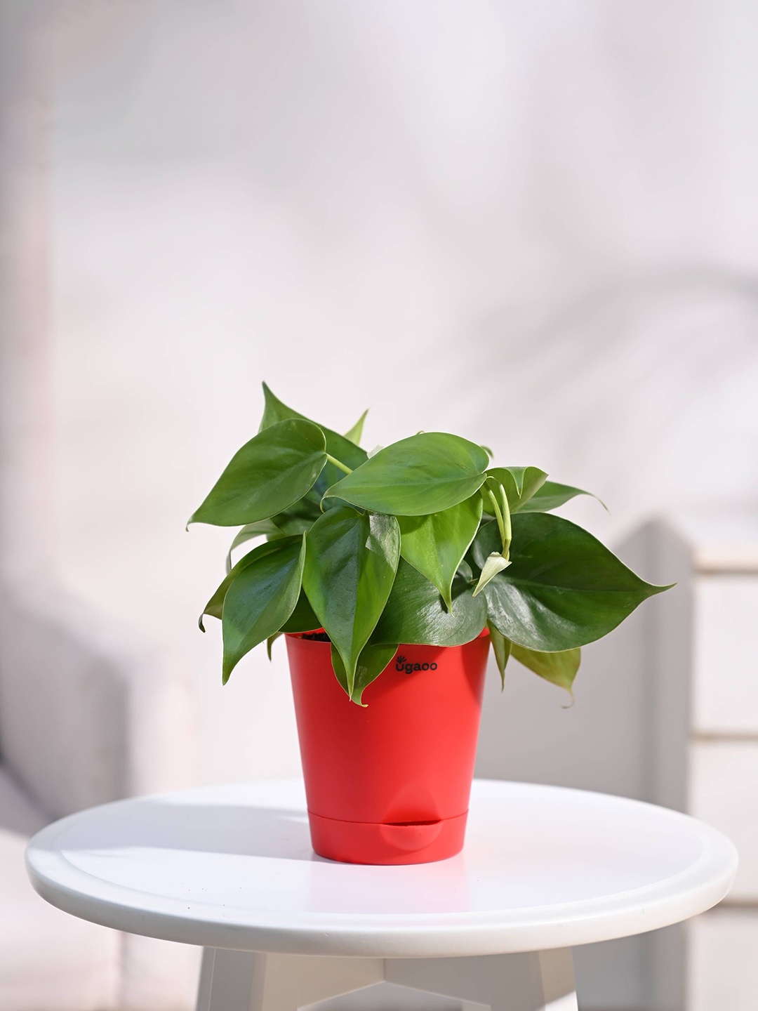

UGAOO Indoor Philodendron Oxycardium Plant With Self Watering Pot, Red